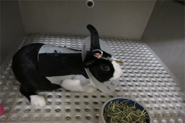 양측 인공와우 토끼 모델